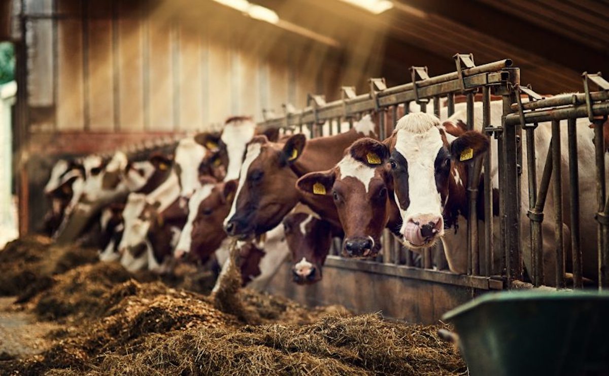 Managing Parasites Around the Farm